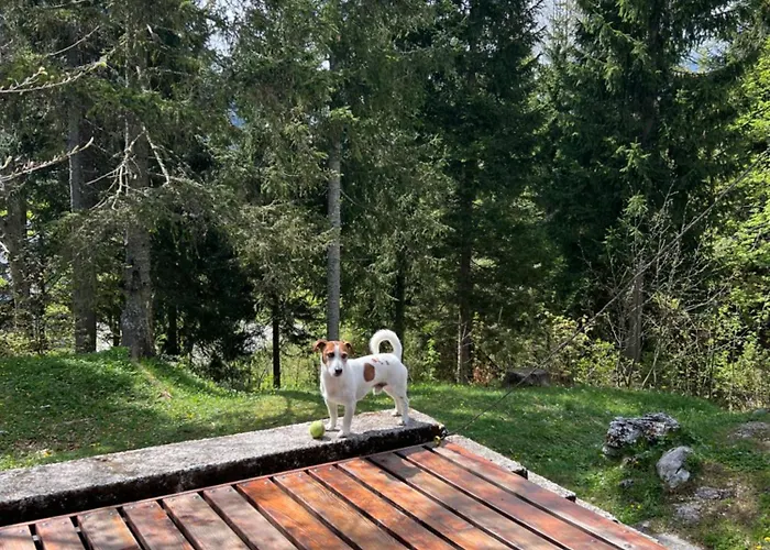 ~chalet_rifugio Tra I Boschi~ Σαλέ Sella Nevea